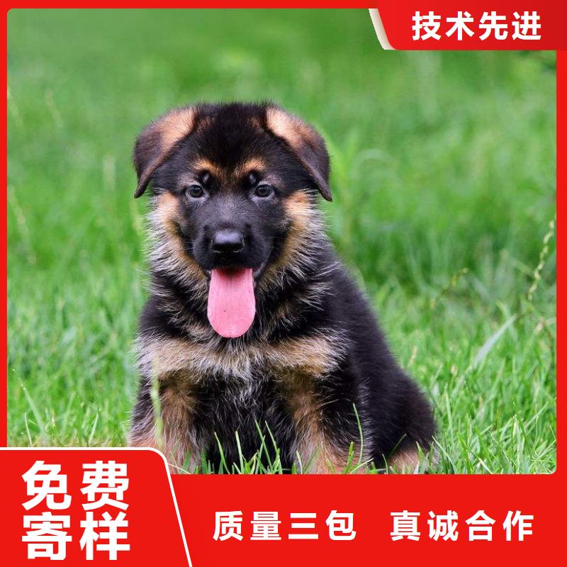 德国牧羊犬杜高犬一手价格