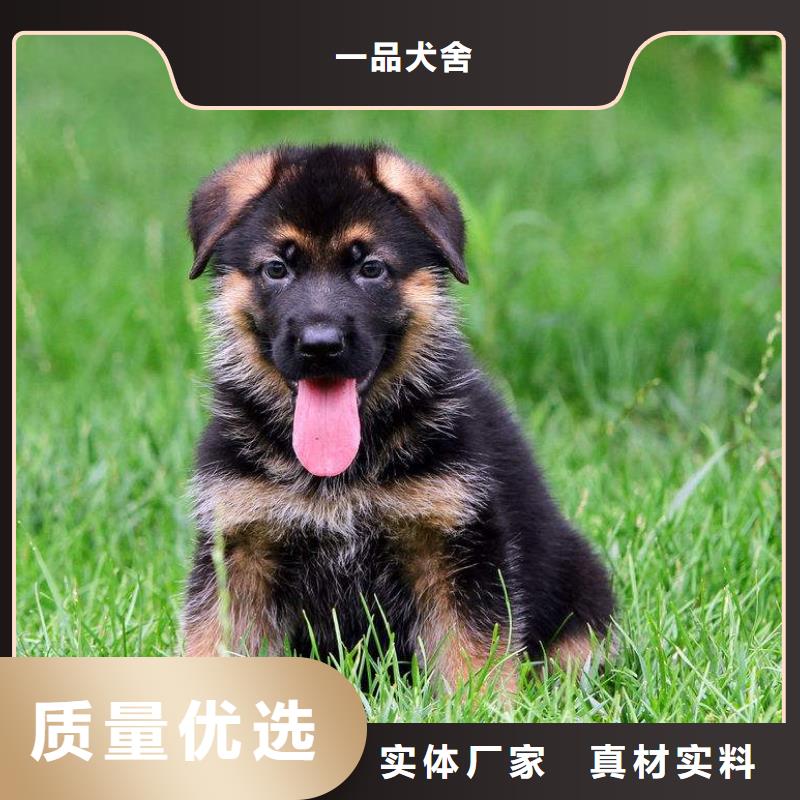 德国牧羊犬-马犬同行低价