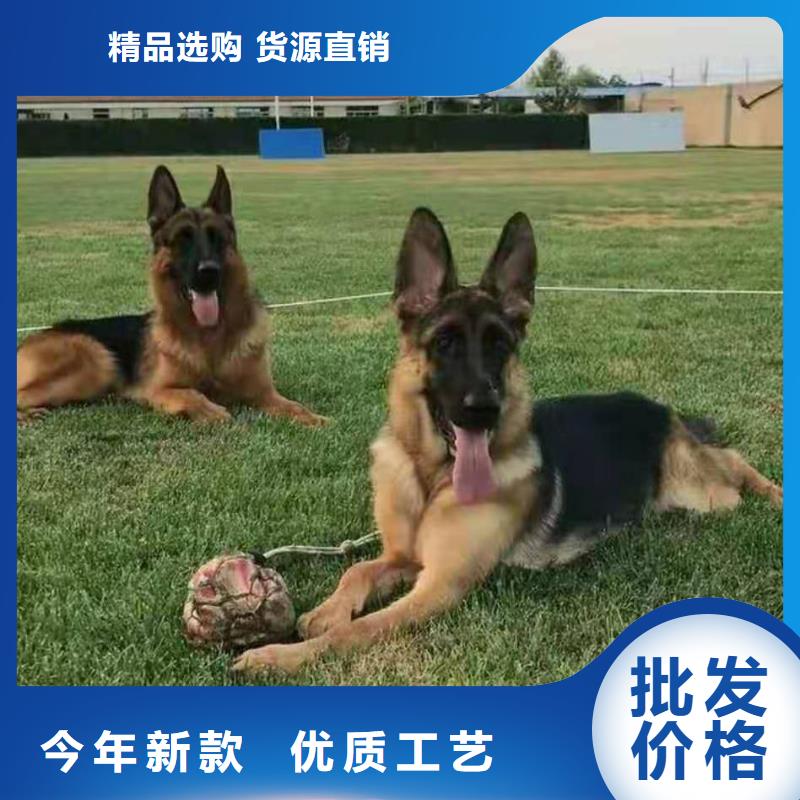 【德国牧羊犬马犬经验丰富质量放心】