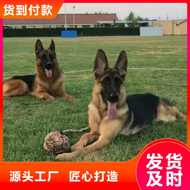 德国牧羊犬比特犬货源稳定