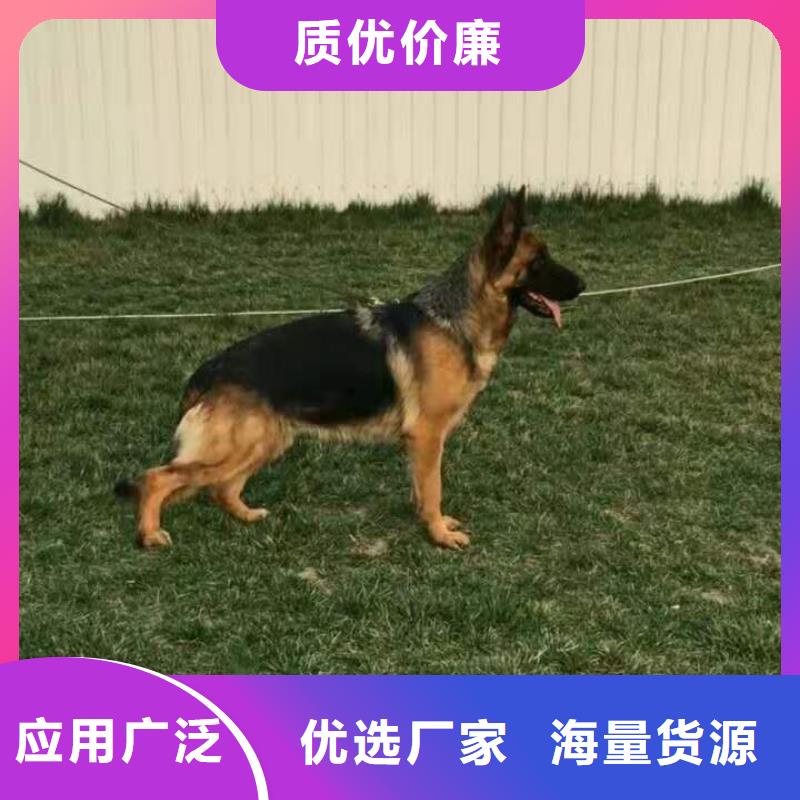 德国牧羊犬德牧犬做工精细