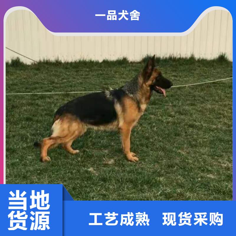 德国牧羊犬德牧犬以质量求生存