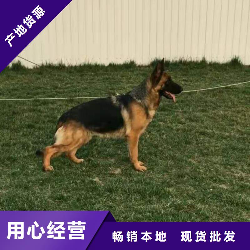 德国牧羊犬【德牧犬】自营品质有保障