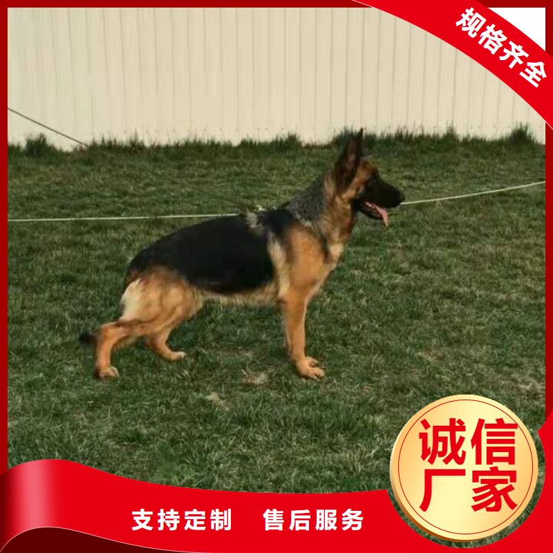 德国牧羊犬,黑狼值得买