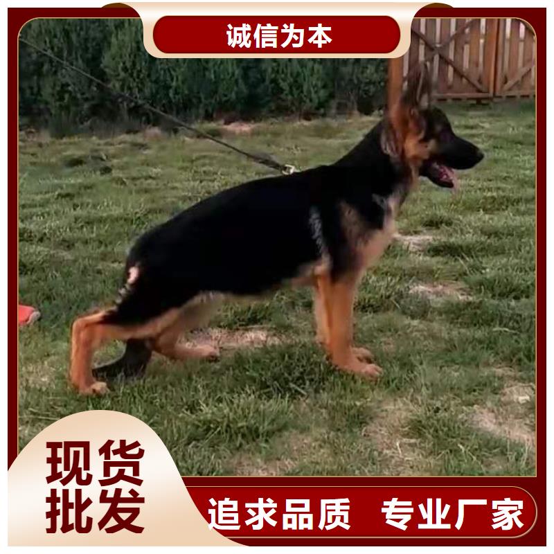 德国牧羊犬【杜宾犬】一手货源