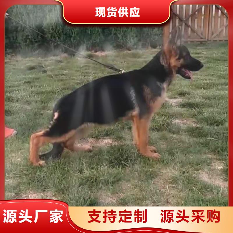 德国牧羊犬高加索犬定制不额外收费