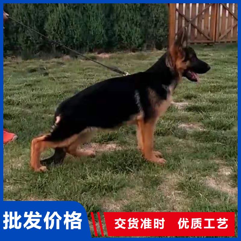 德国牧羊犬【杜宾犬】一手货源