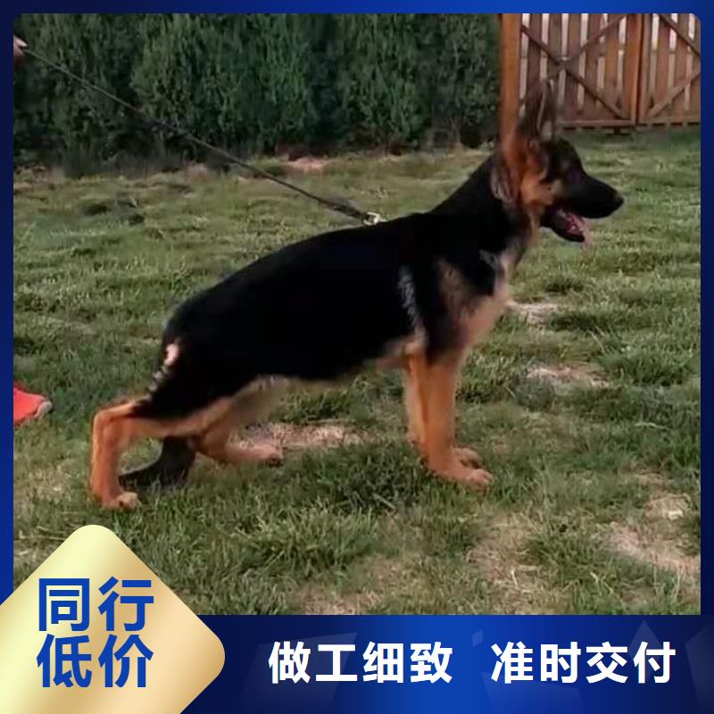 德国牧羊犬卡斯罗犬海量现货