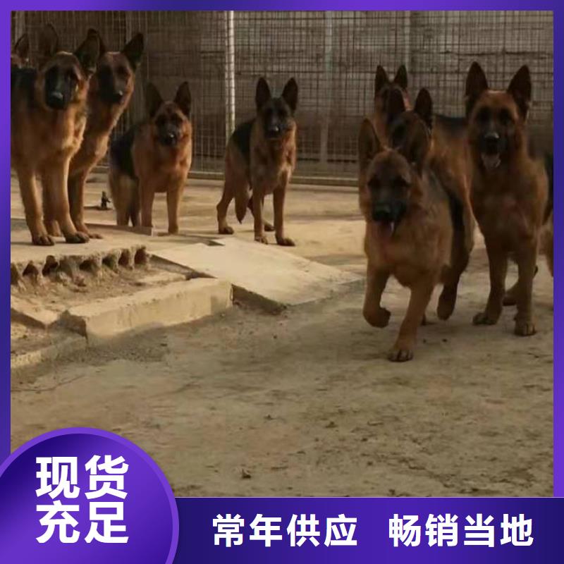 德国牧羊犬拉布拉多犬规格齐全