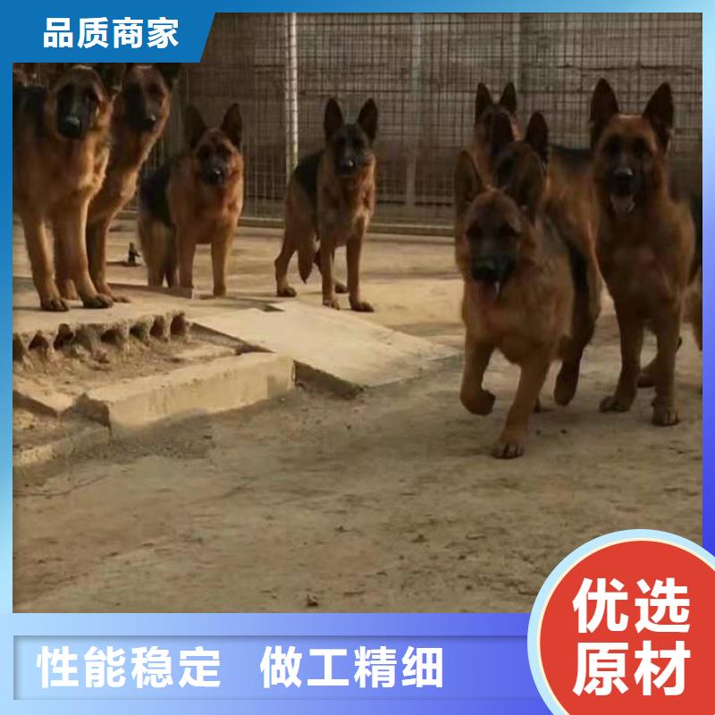 德国牧羊犬德牧犬精致工艺