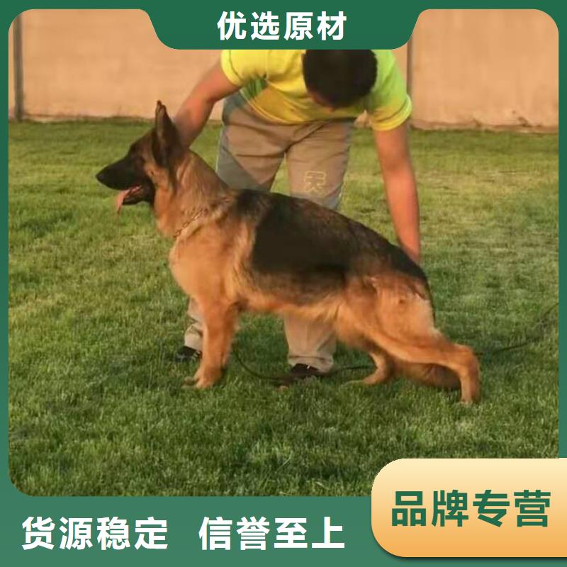 德国牧羊犬高加索犬定制不额外收费