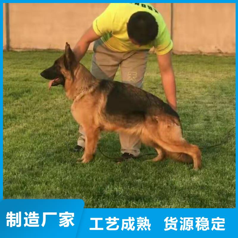 德国牧羊犬_卡斯罗犬欢迎来厂考察