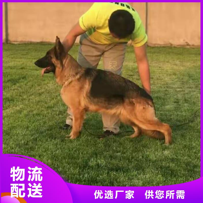 【德国牧羊犬】,卡斯罗犬拥有核心技术优势