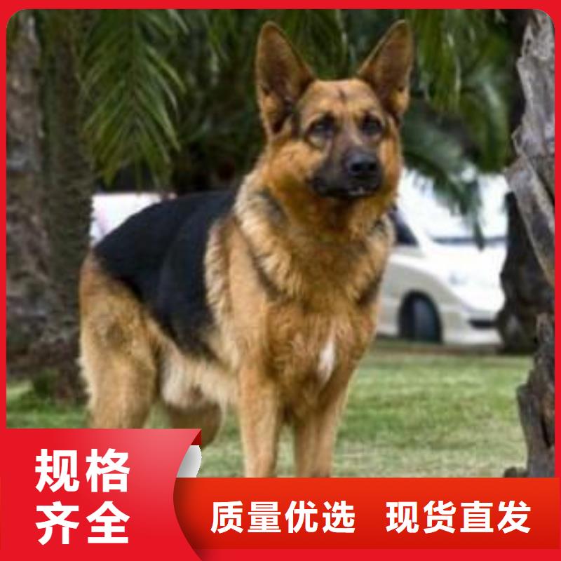 德国牧羊犬杜宾犬品质优良