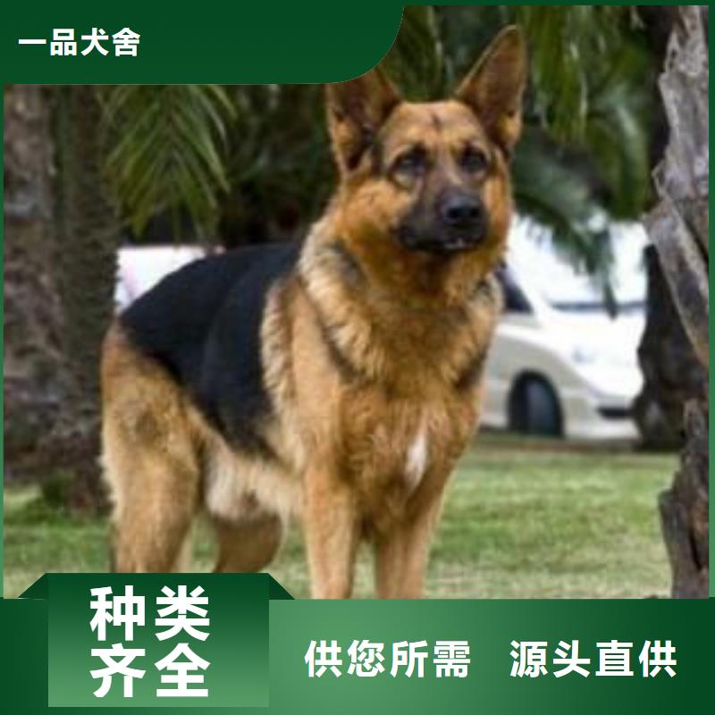 【德国牧羊犬】比特犬专业品质