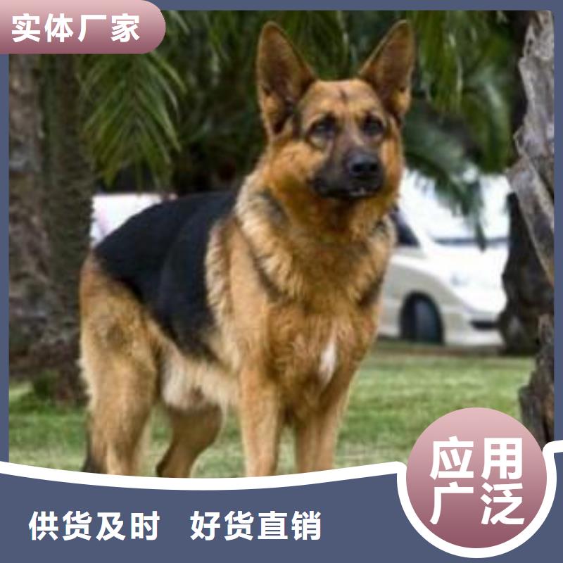 德国牧羊犬比特犬货源稳定