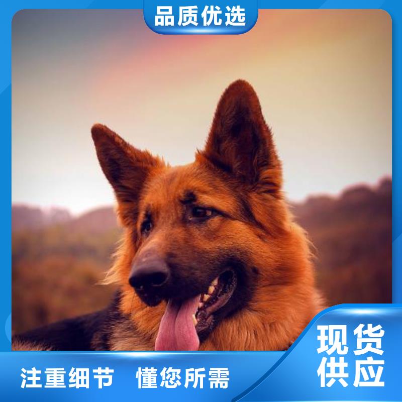 德国牧羊犬【杜宾犬】一手货源