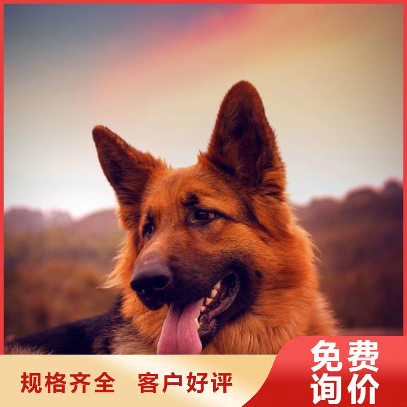 德国牧羊犬,黑狼值得买