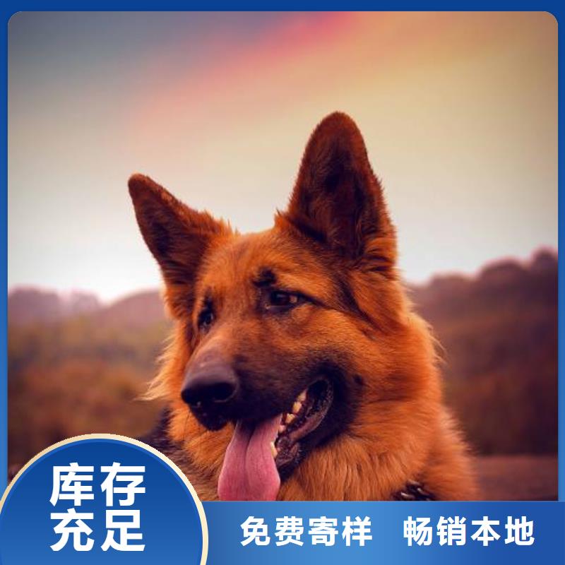 德国牧羊犬_黑狼根据要求定制