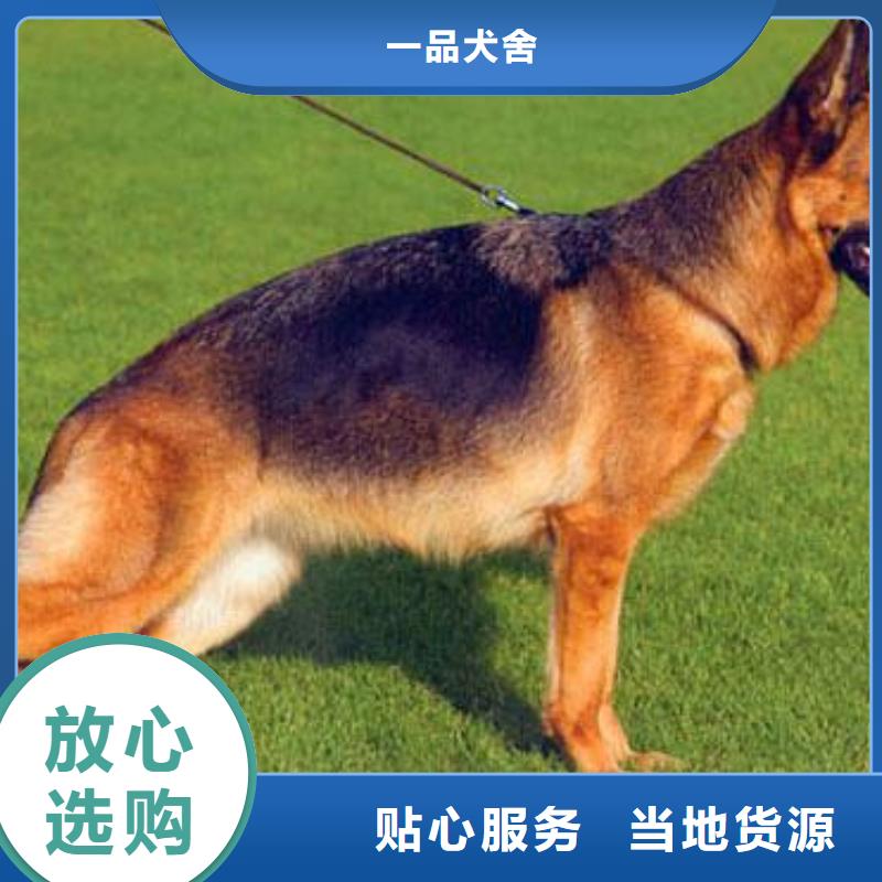 德国牧羊犬卡斯罗犬追求品质