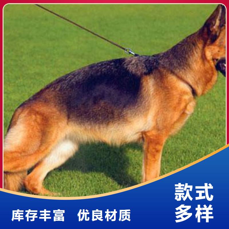 【德国牧羊犬】德牧犬一周内发货