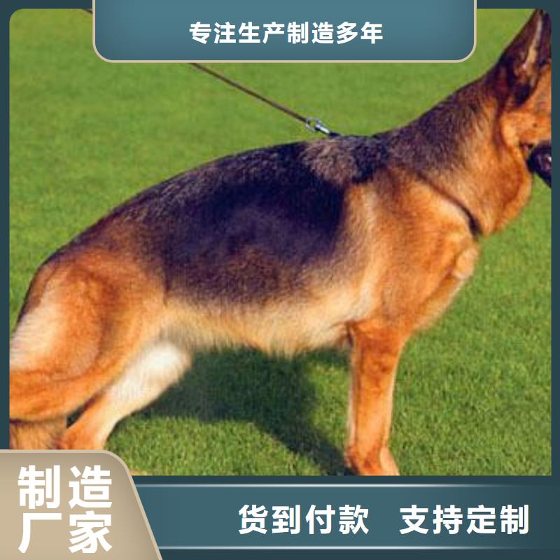 德国牧羊犬杜宾犬工期短发货快