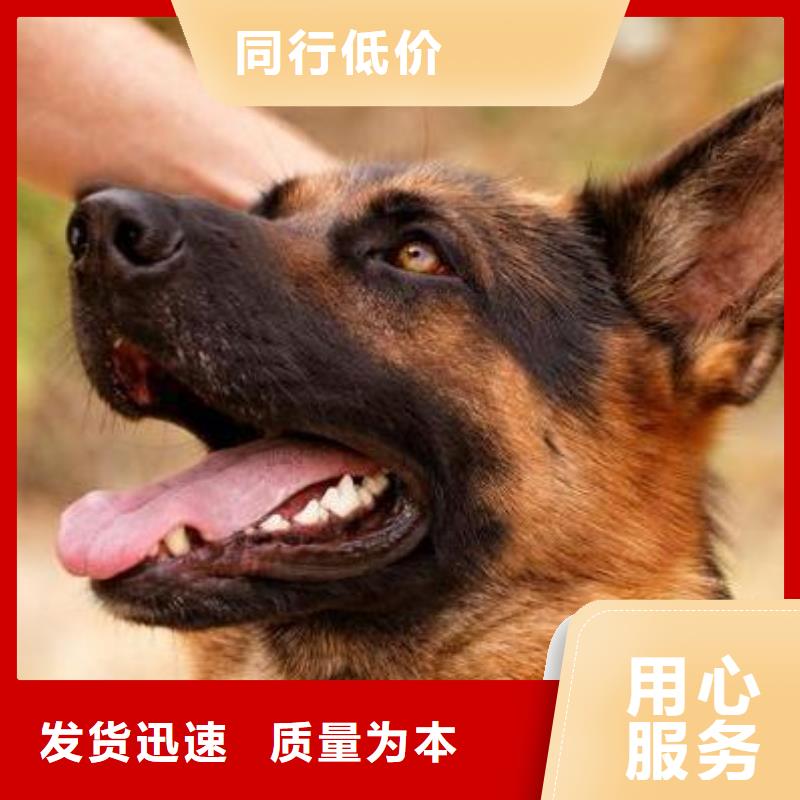 德国牧羊犬【德牧犬】N年生产经验