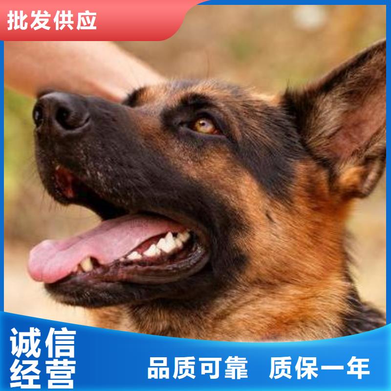 德国牧羊犬,卡斯罗犬制造厂家