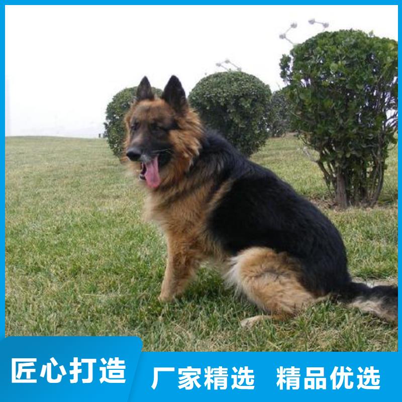 德国牧羊犬,卡斯罗犬专注细节使用放心