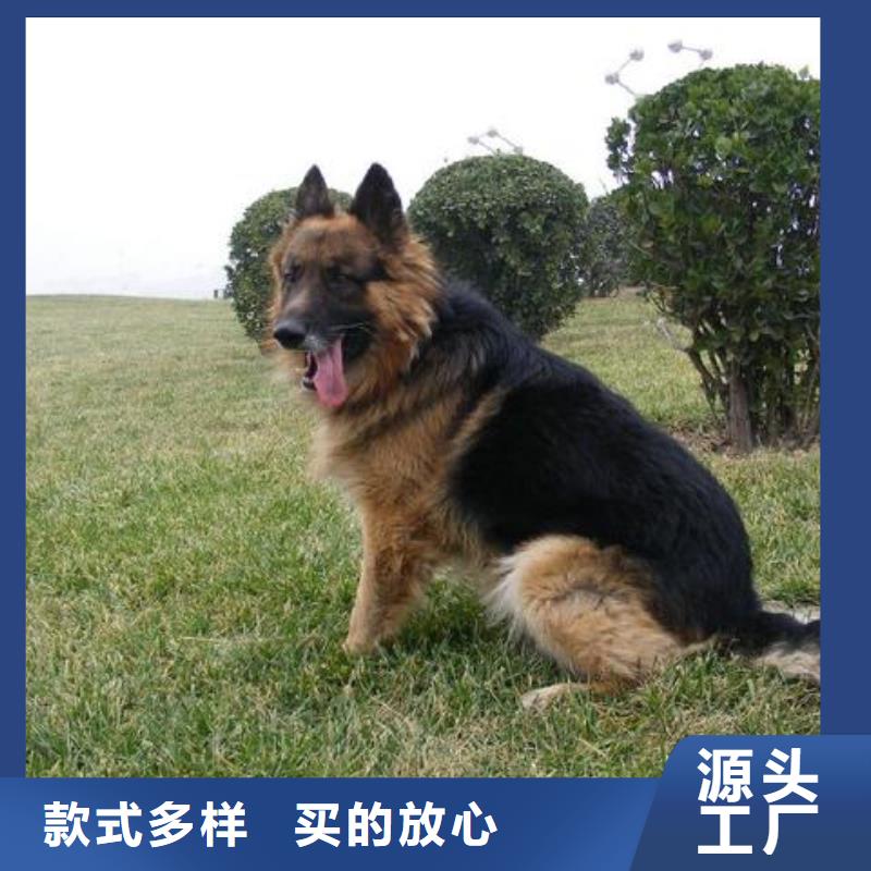 德国牧羊犬,卡斯罗犬制造厂家