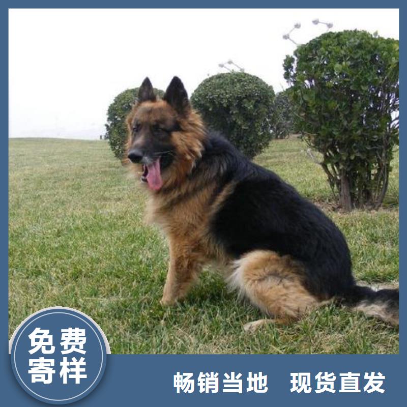 德国牧羊犬罗威纳犬工期短发货快