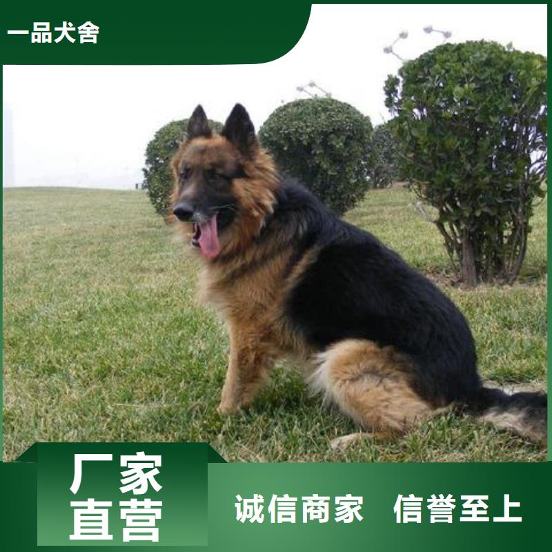 德国牧羊犬罗威纳犬批发商