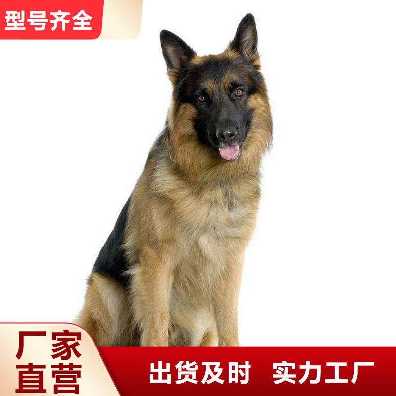 【德国牧羊犬】罗威纳犬定制销售售后为一体