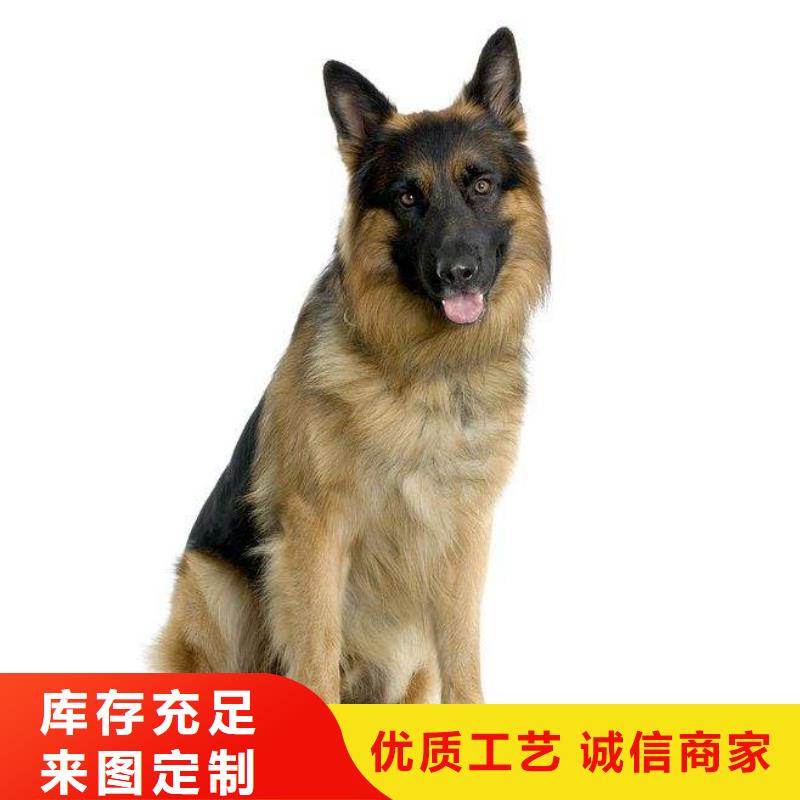 德国牧羊犬杜宾犬专业的天博体育网页版登陆链接