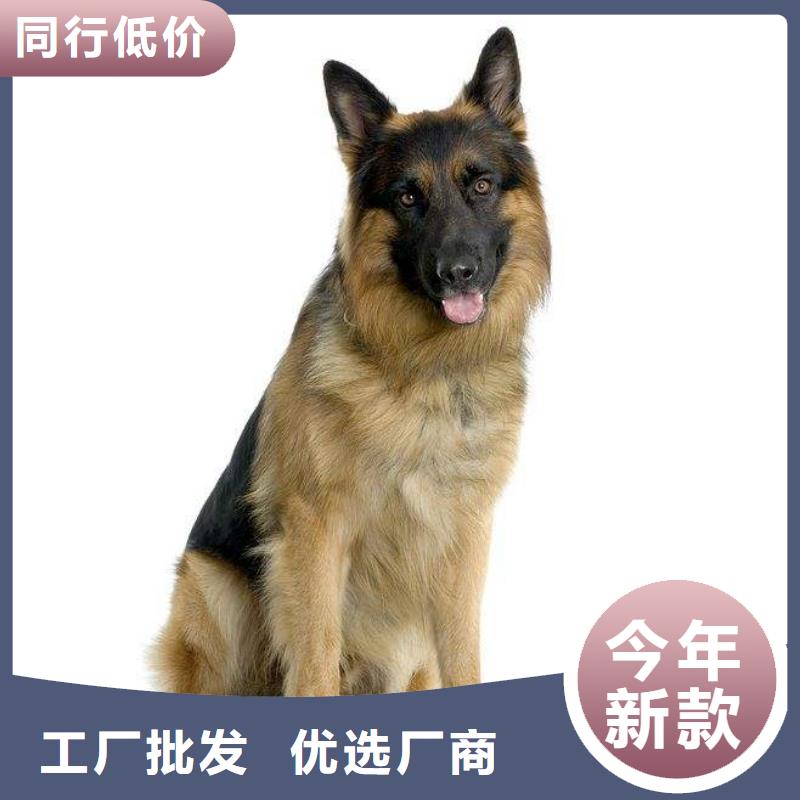 德国牧羊犬卡斯罗犬实力见证