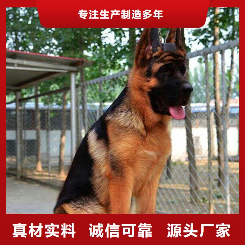 德国牧羊犬_卡斯罗犬欢迎来厂考察