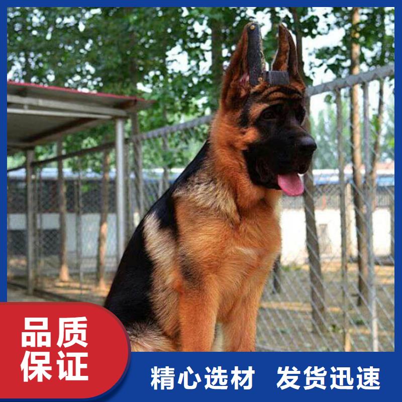 德国牧羊犬【德牧犬】自营品质有保障