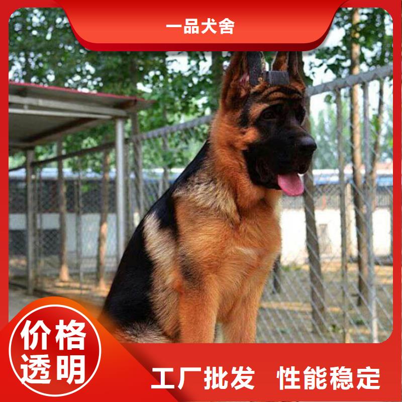 德国牧羊犬杜宾犬质量好