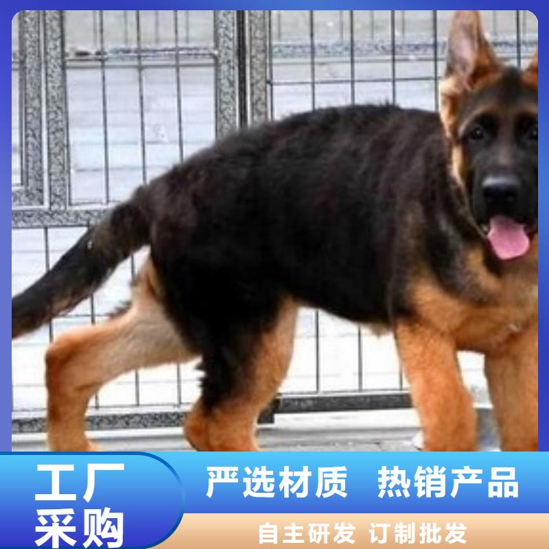 德国牧羊犬德牧犬可放心采购