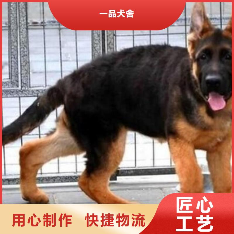 德国牧羊犬_杜宾犬从源头保证品质