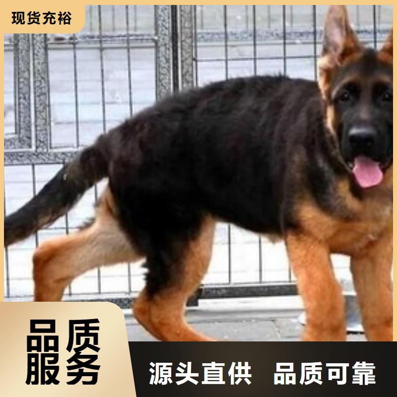 德国牧羊犬【杜宾犬】一手货源