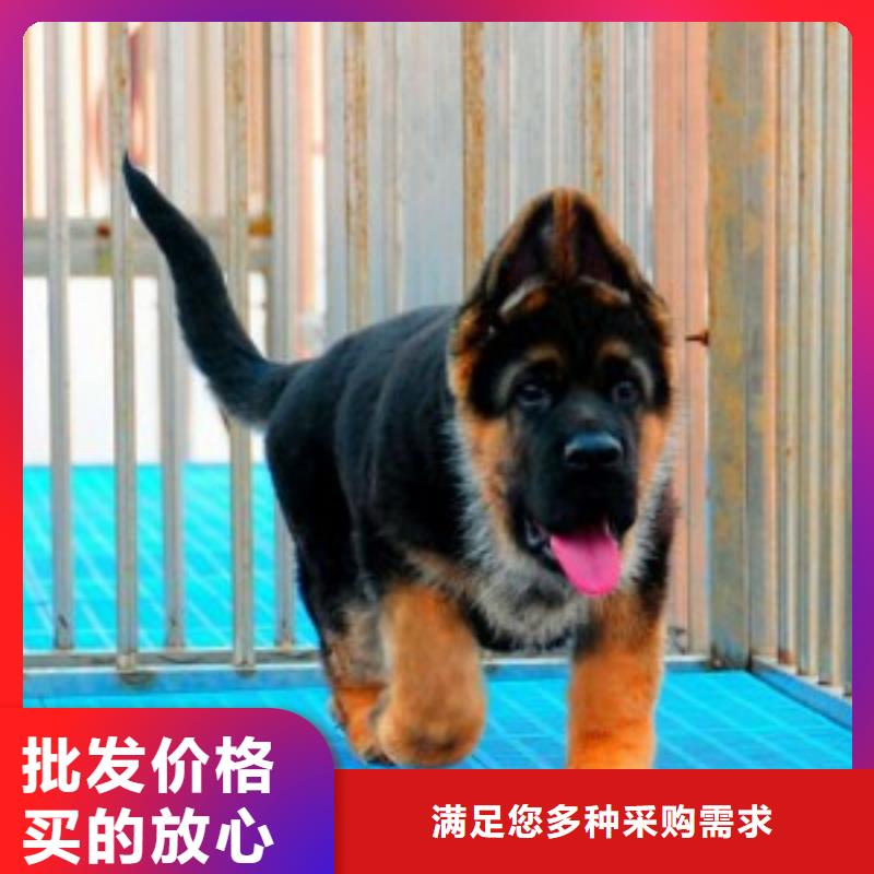 德国牧羊犬比特犬24小时下单发货