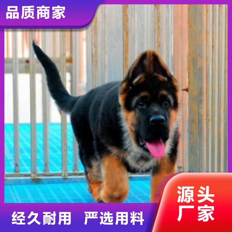 【德国牧羊犬】德牧犬一周内发货