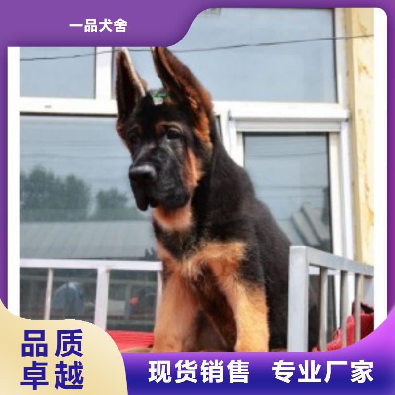 德国牧羊犬高加索犬定制不额外收费