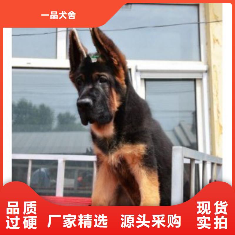 德国牧羊犬_德牧犬用的放心