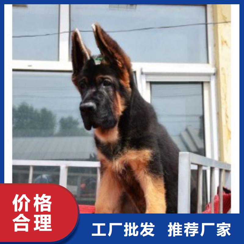 【德国牧羊犬卡斯罗犬大库存无缺货危机】