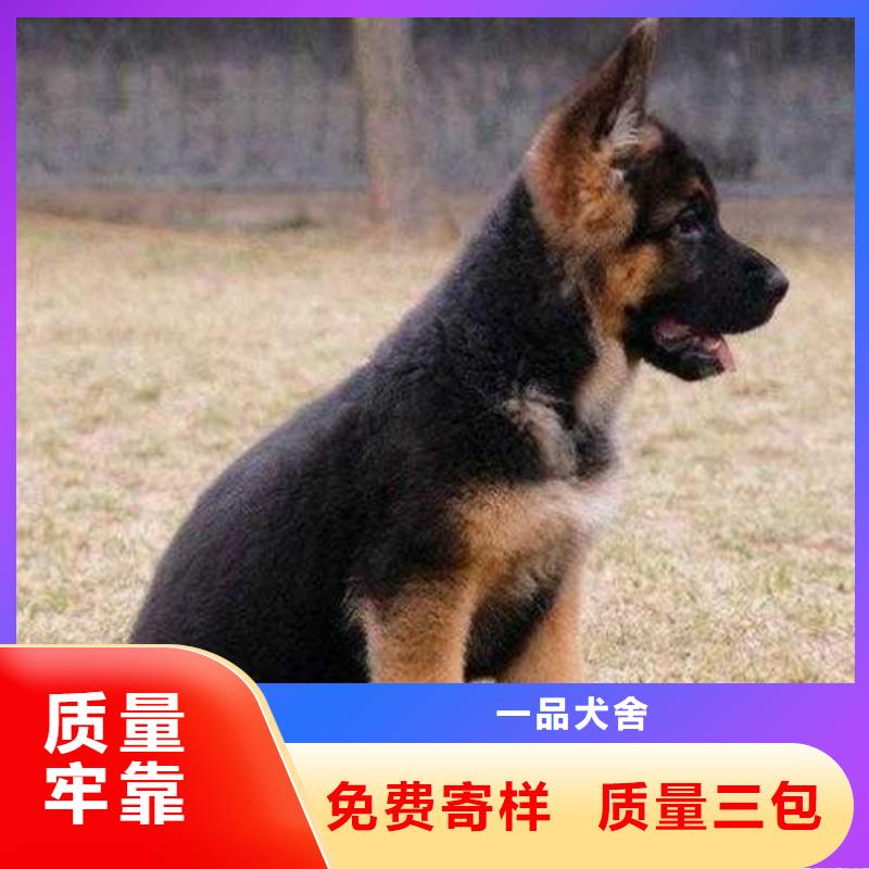 德国牧羊犬,卡斯罗犬款式多样