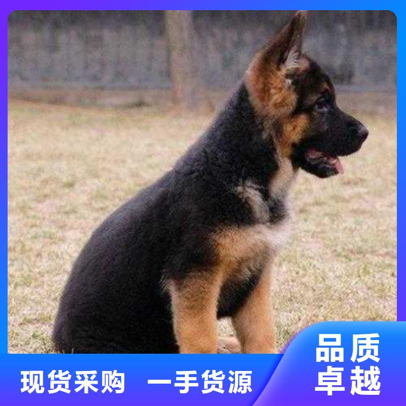 德国牧羊犬德牧犬精致工艺