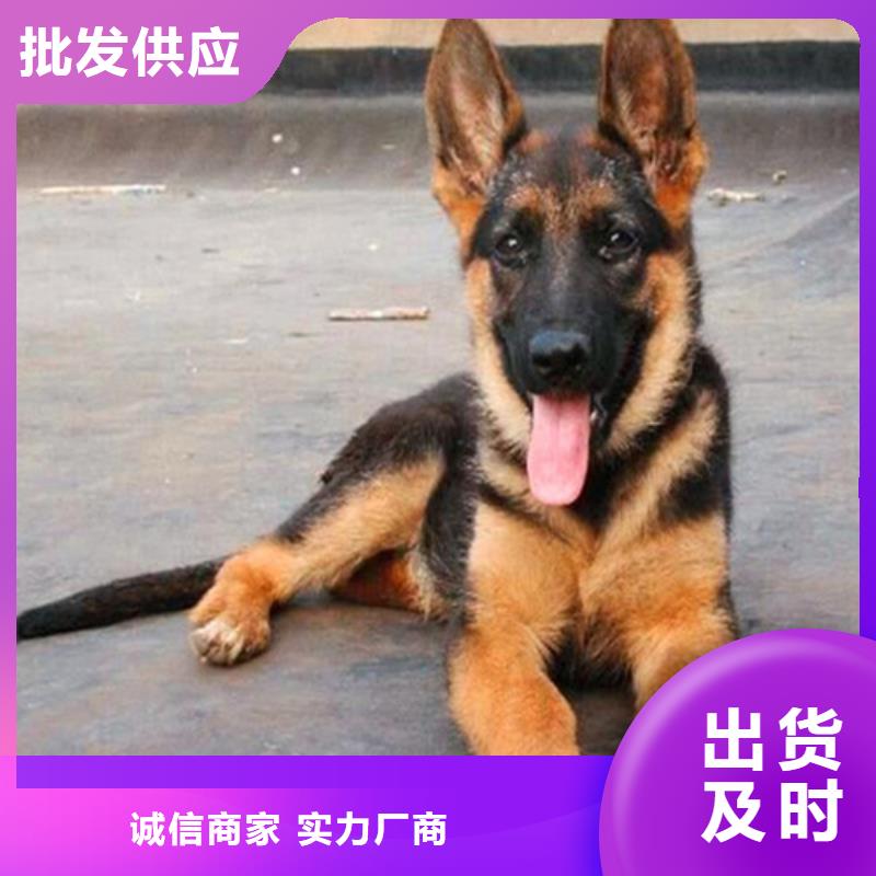 【德国牧羊犬】德牧犬一周内发货