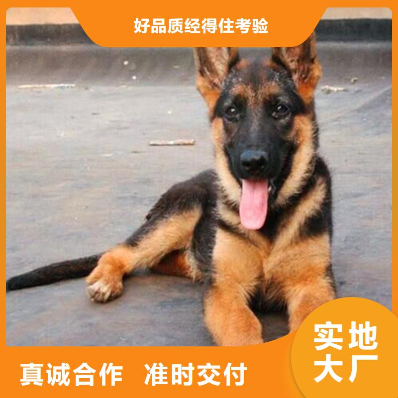 德国牧羊犬拉布拉多犬规格齐全